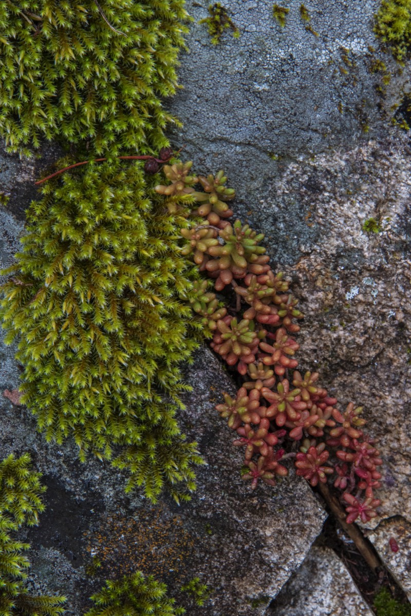 Moss and rock