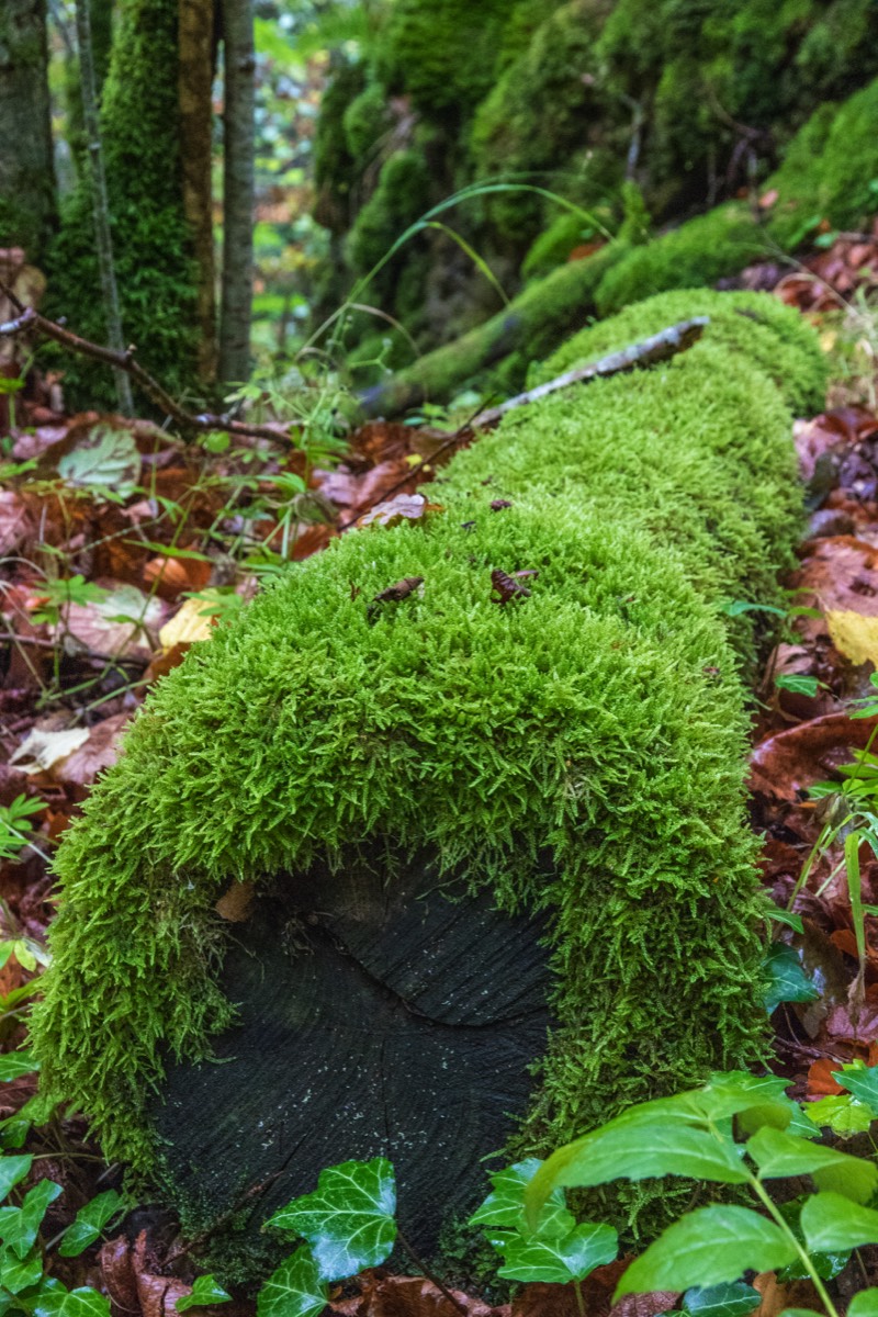 Green-haired log