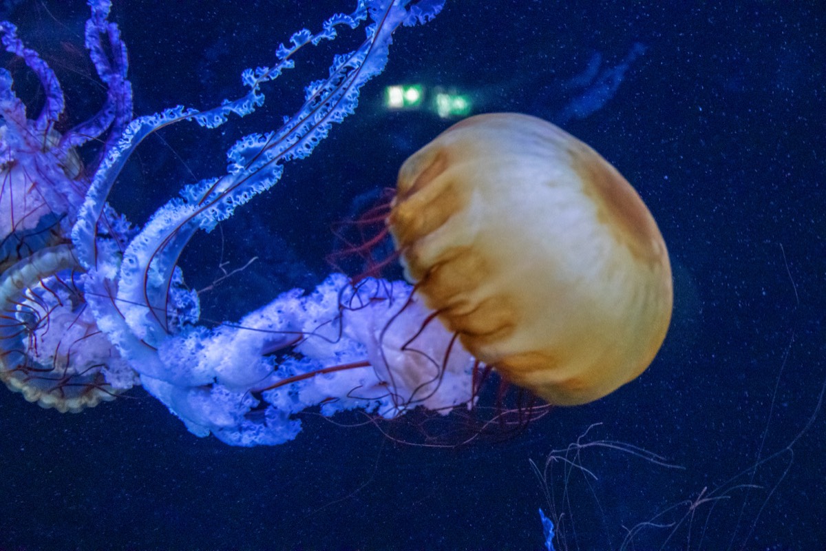 Jellyfish  at Nausicaá, Boulogne-sur-Mer