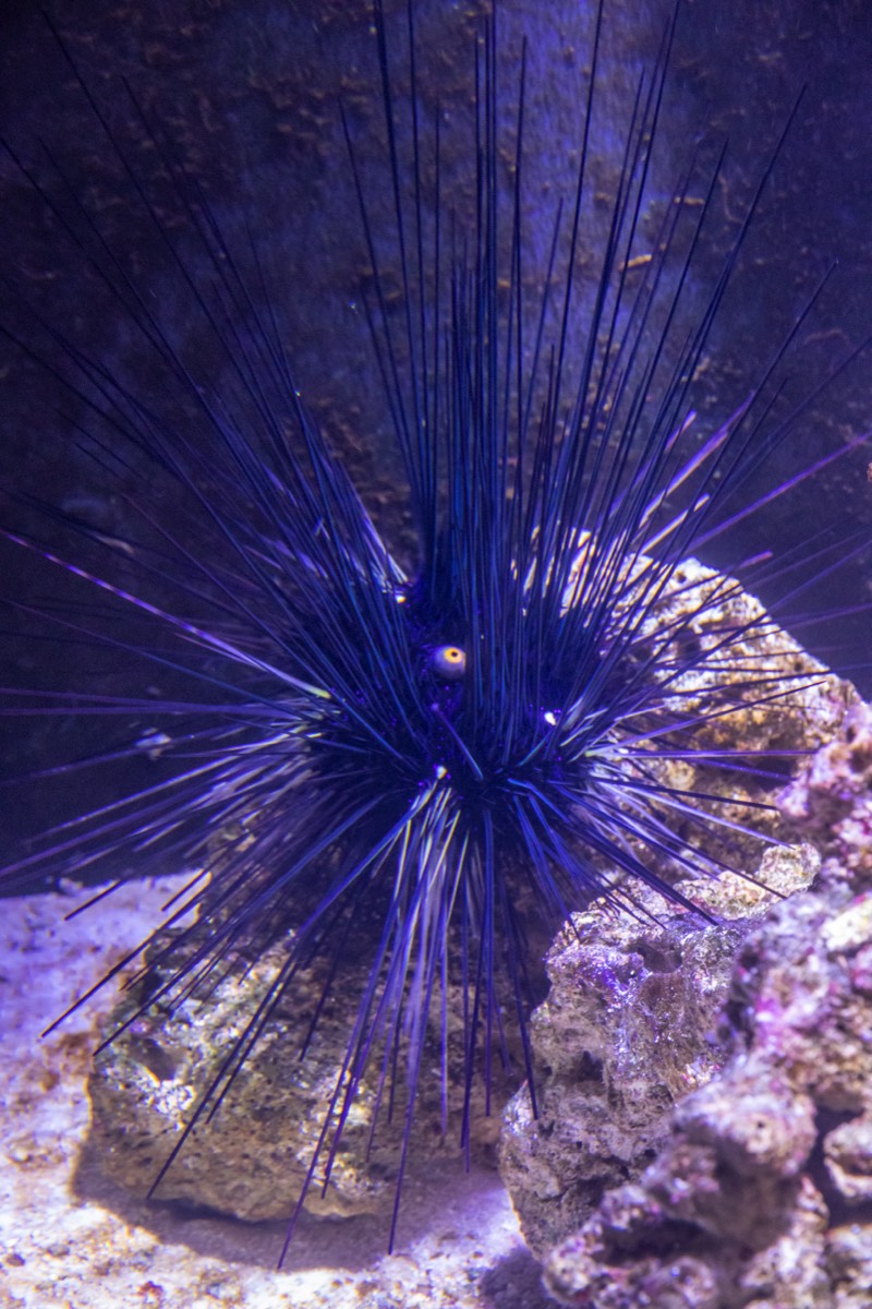 Sea urchin; creature of the spiky kind