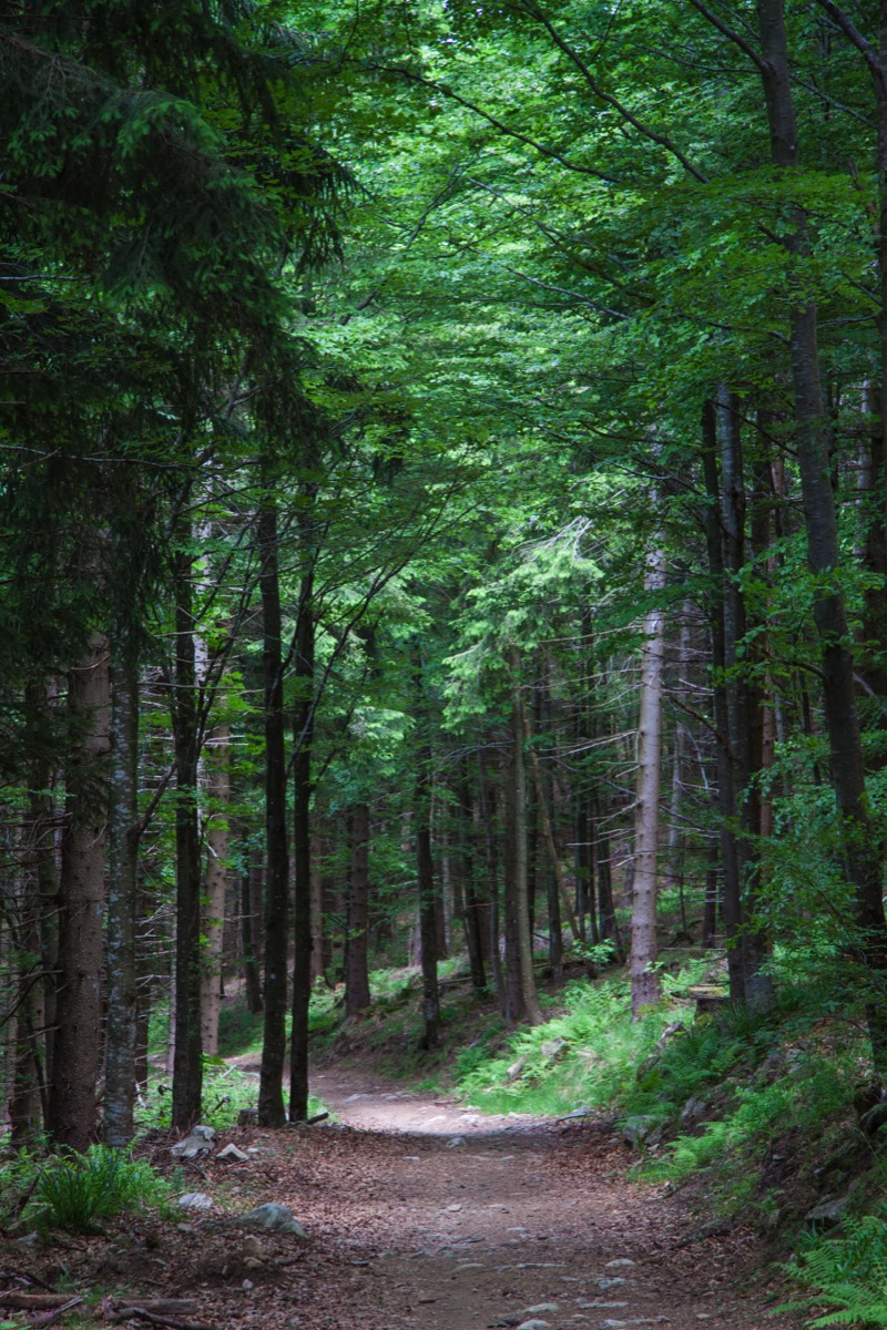 Woods on the Schauinsland