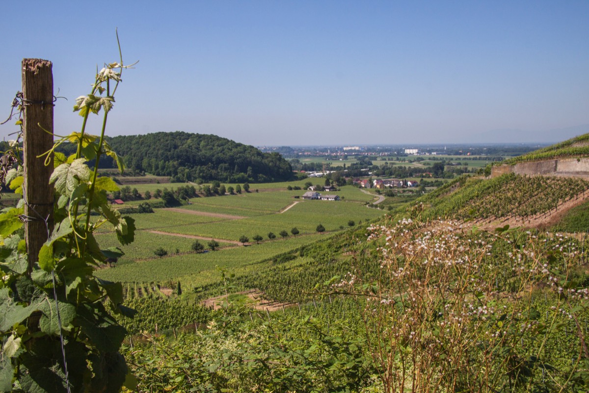 View on the Kaiserstuhl vineyards