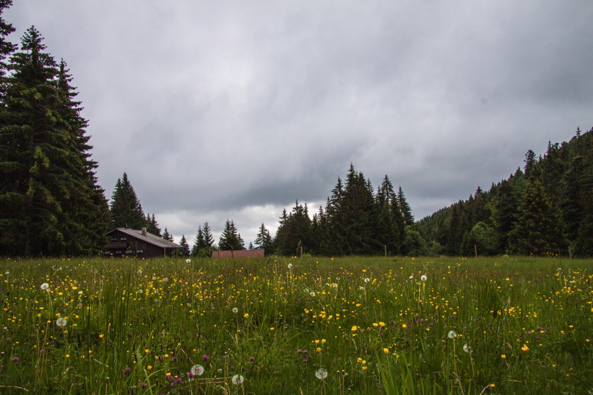 Belchen meadow in full bloom