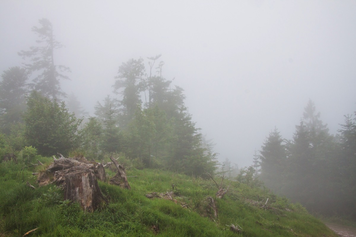 Mist-shrouded trees