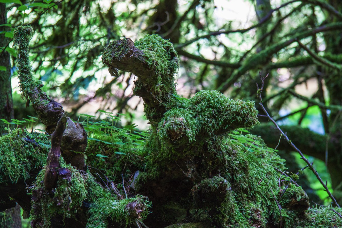 Moss covered branch or three dogs/dragons?