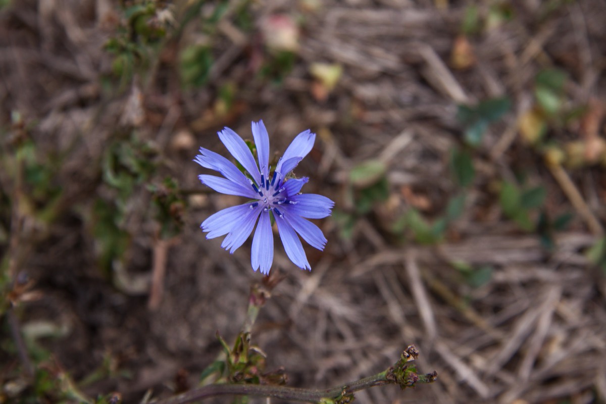 Blue-purple flower, again... (also on Madeira)