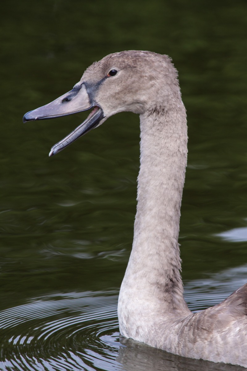 Ugly duckling or juvenile swan?