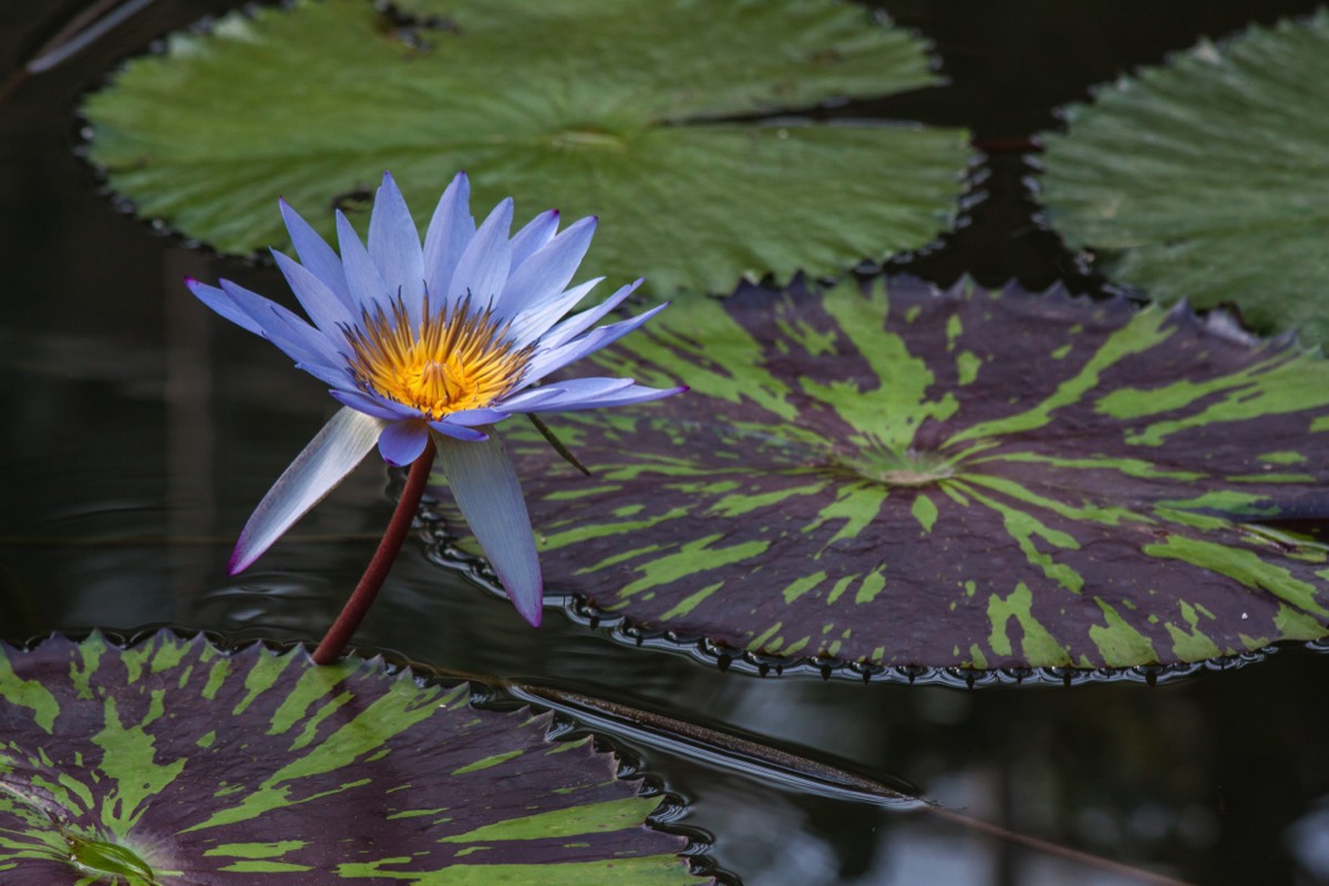 Different kind of waterlily