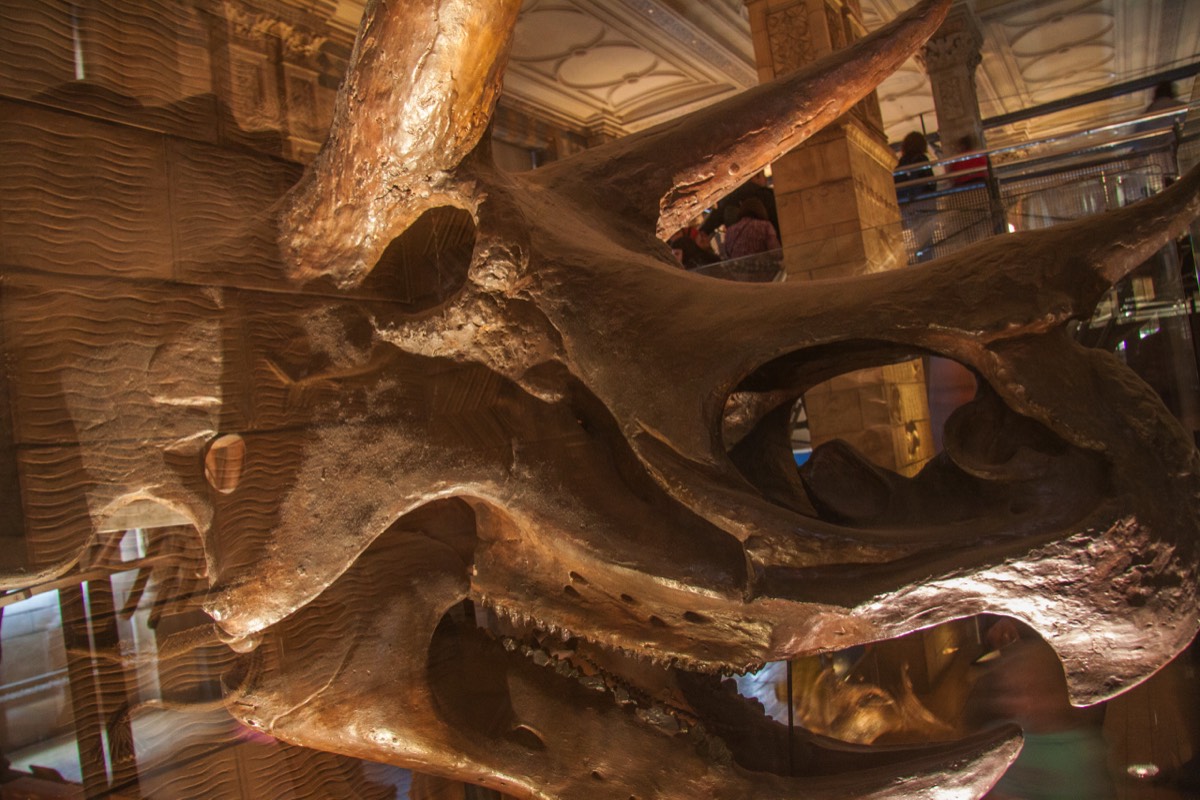 National History Museum - Triceratops skull