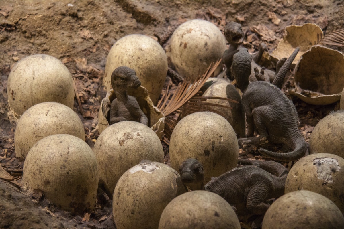 Nice little hatchlings (not real unfortunately)