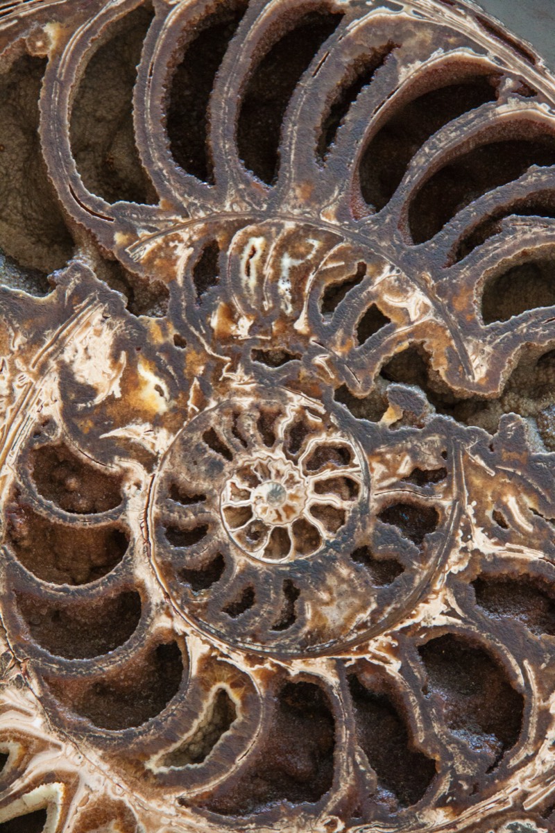 Fossilised ammonite