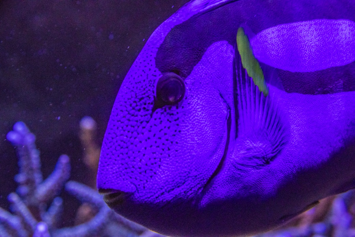 Dory is in the Malmö aquarium