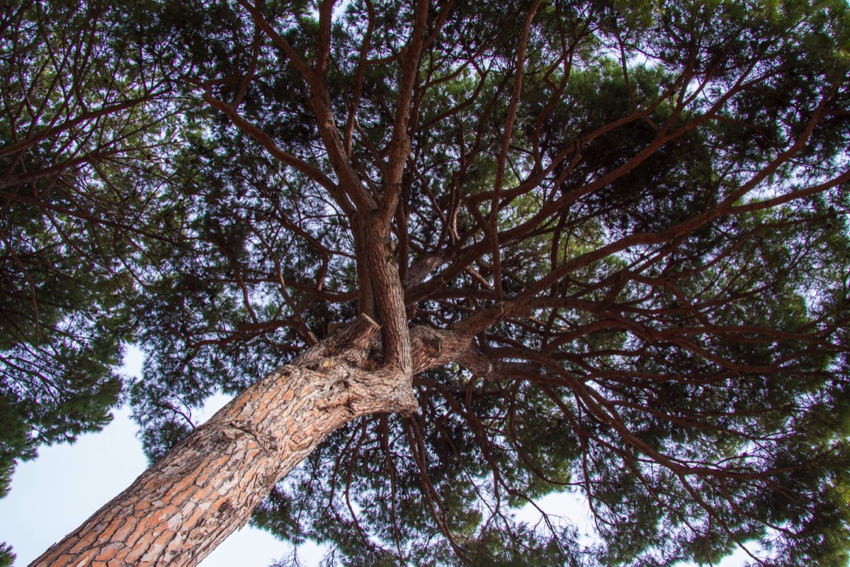 Umbrella pine