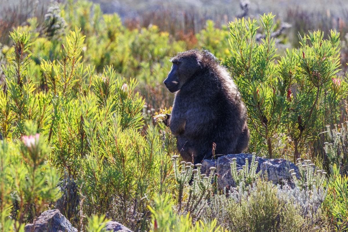 Baboon in the morning light