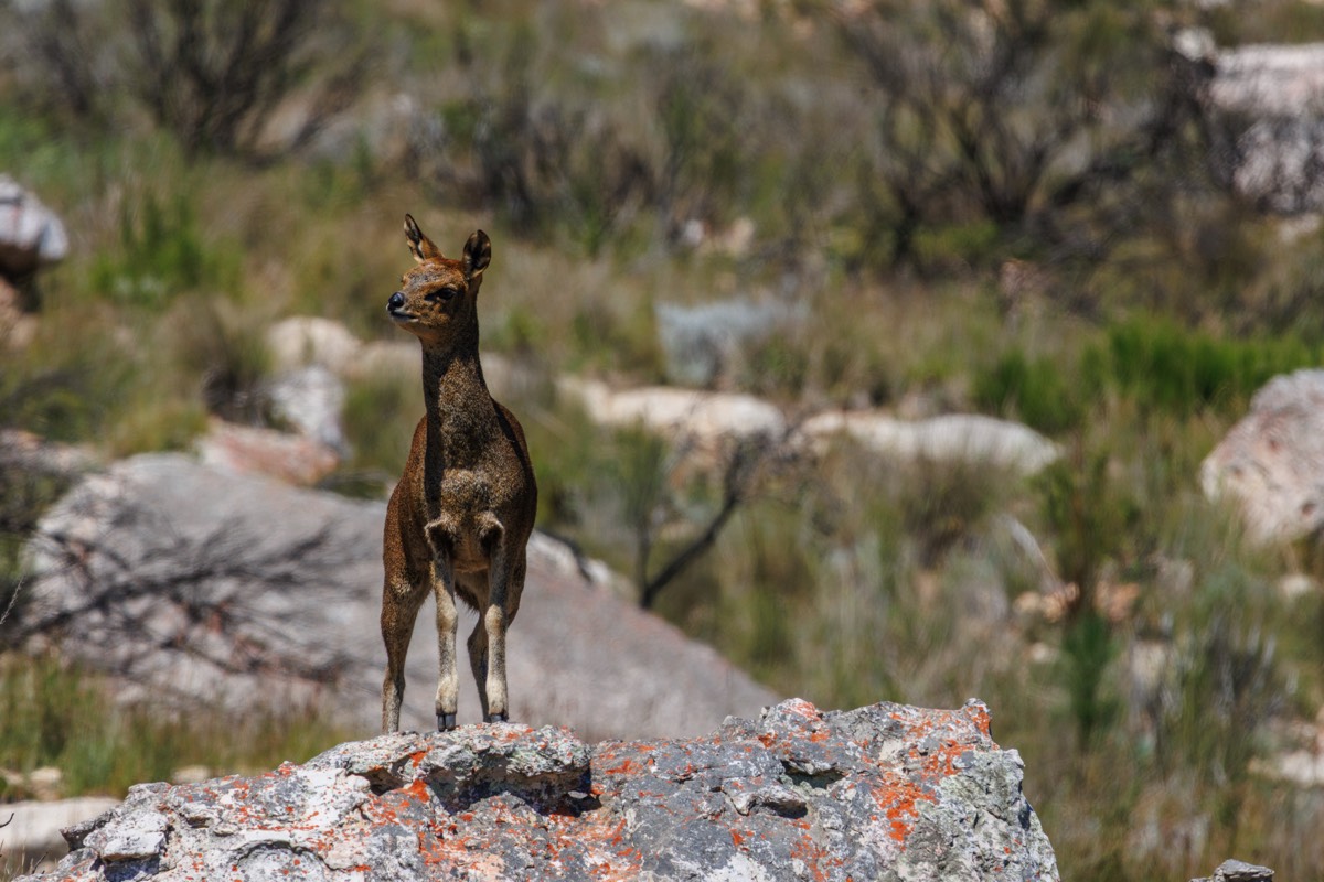 Klipspringer