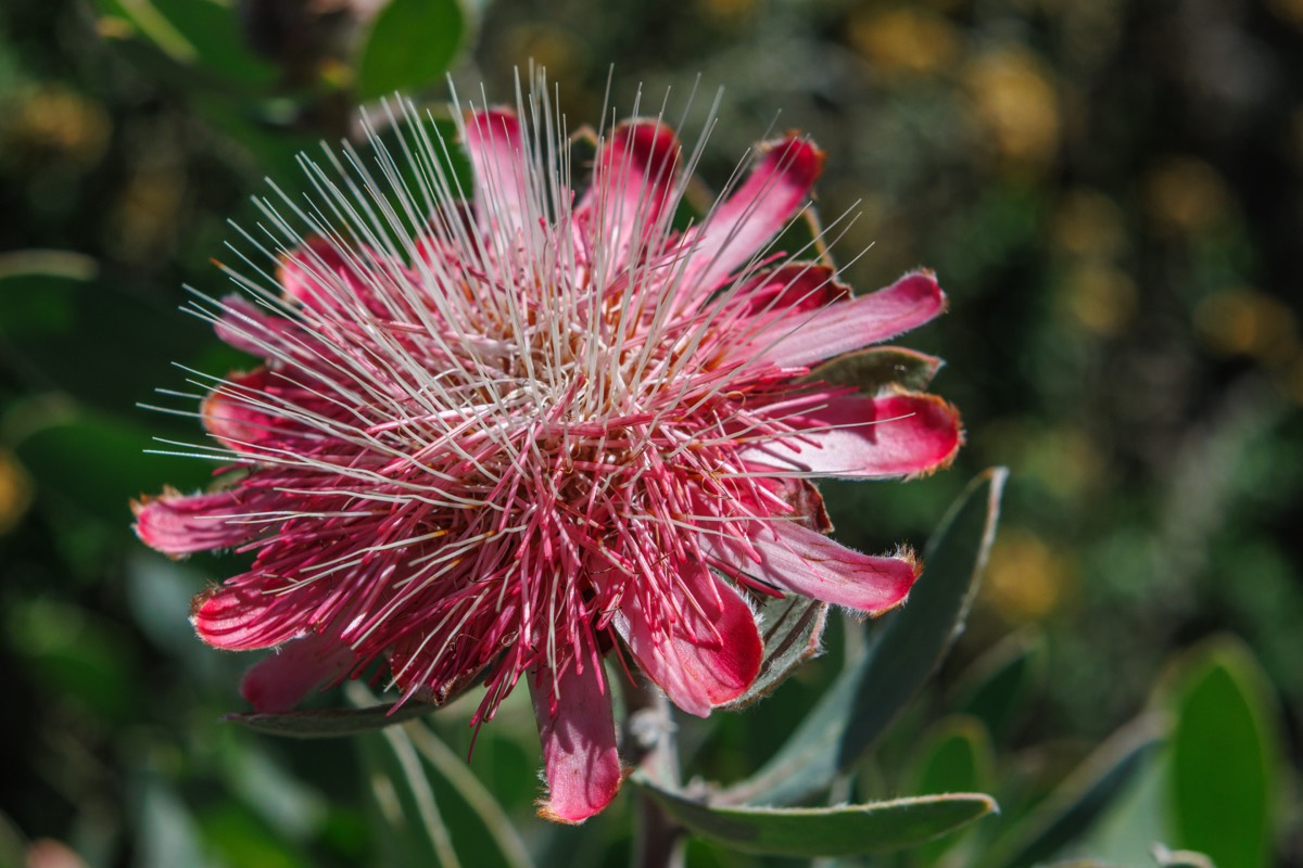 Protea