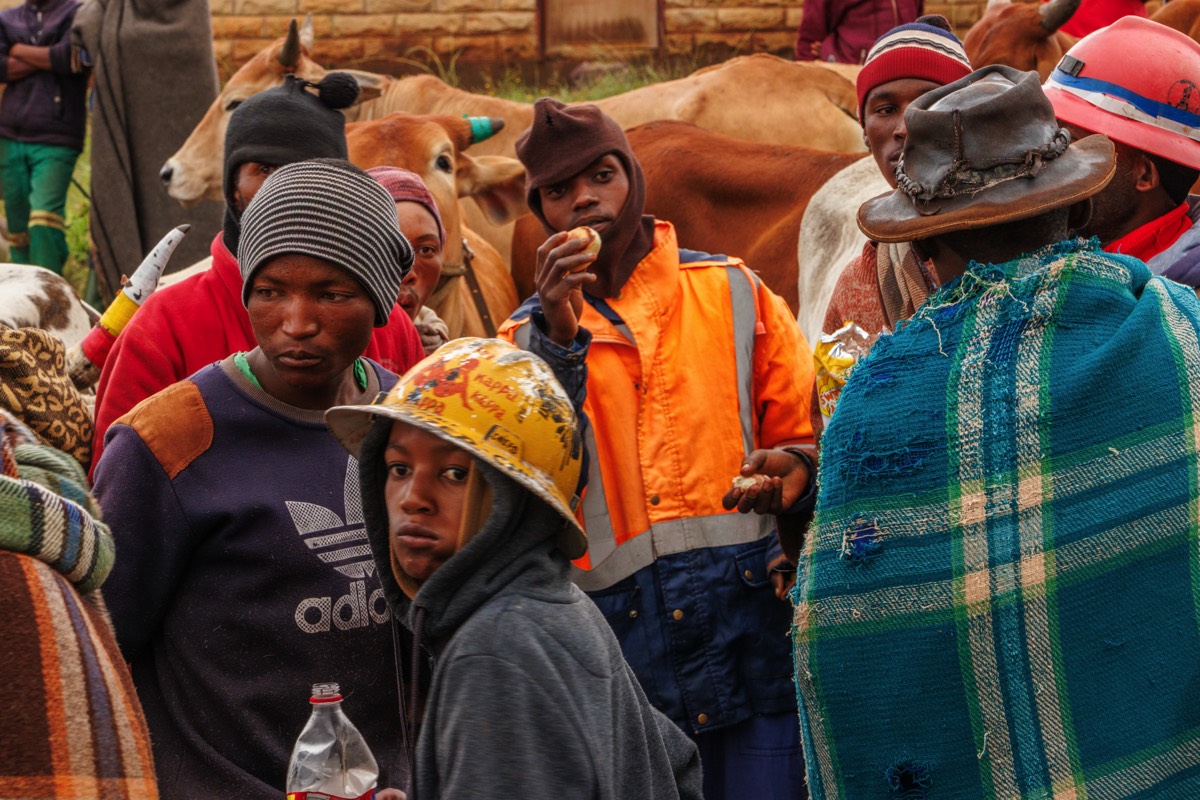 Lesotho - Herders showing off their cows
