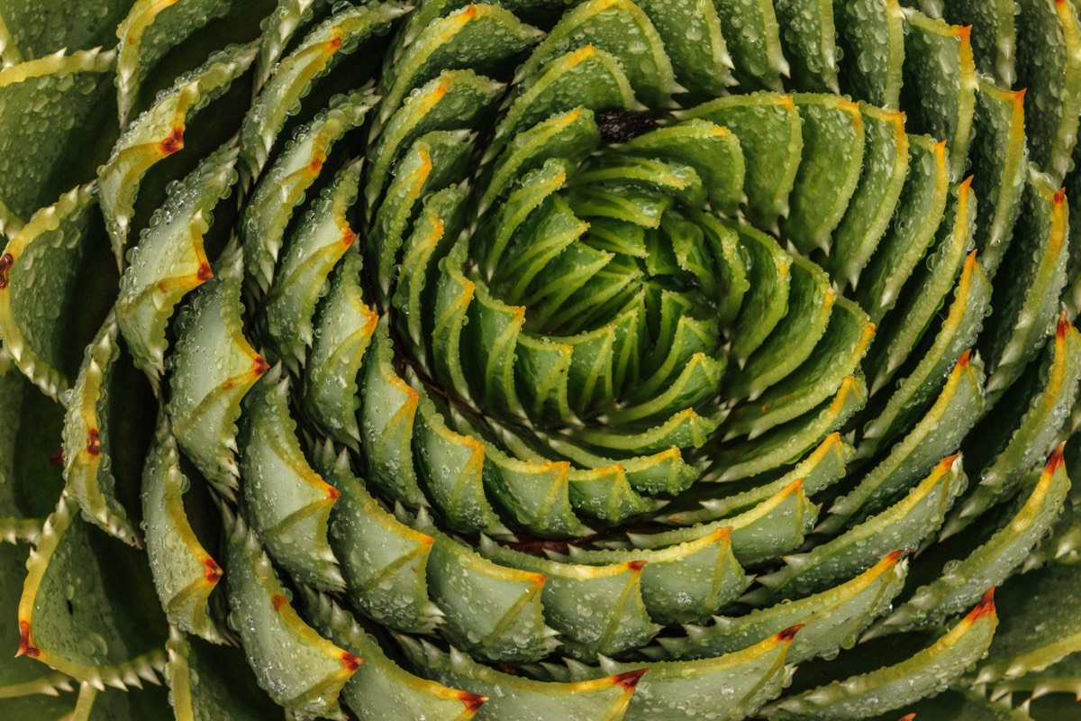 Moist succulent