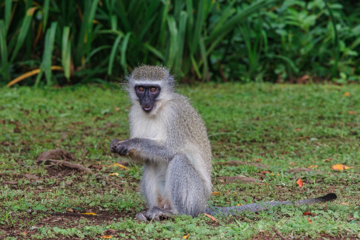 Vervet monkey
