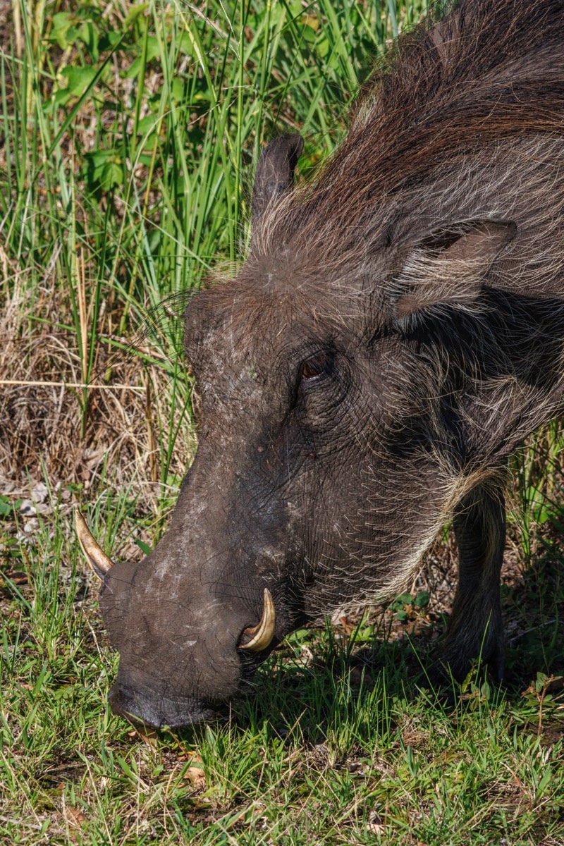 Warthog