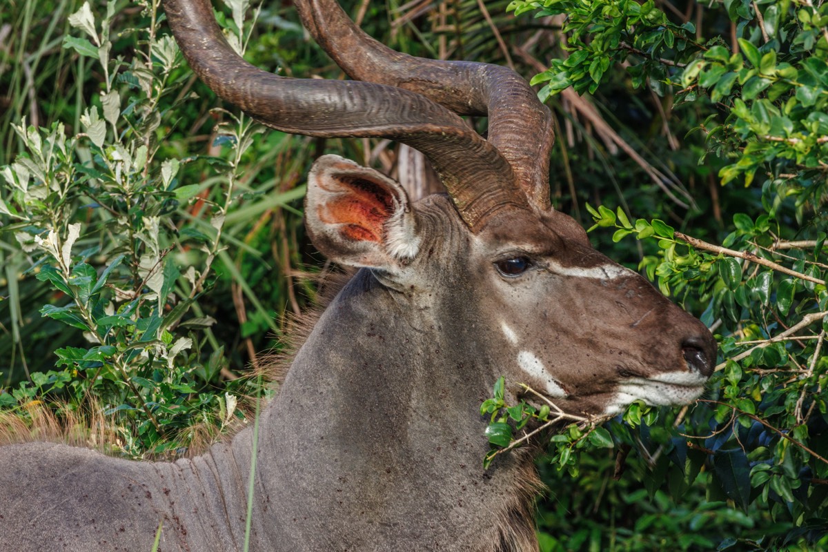 Male Kudu