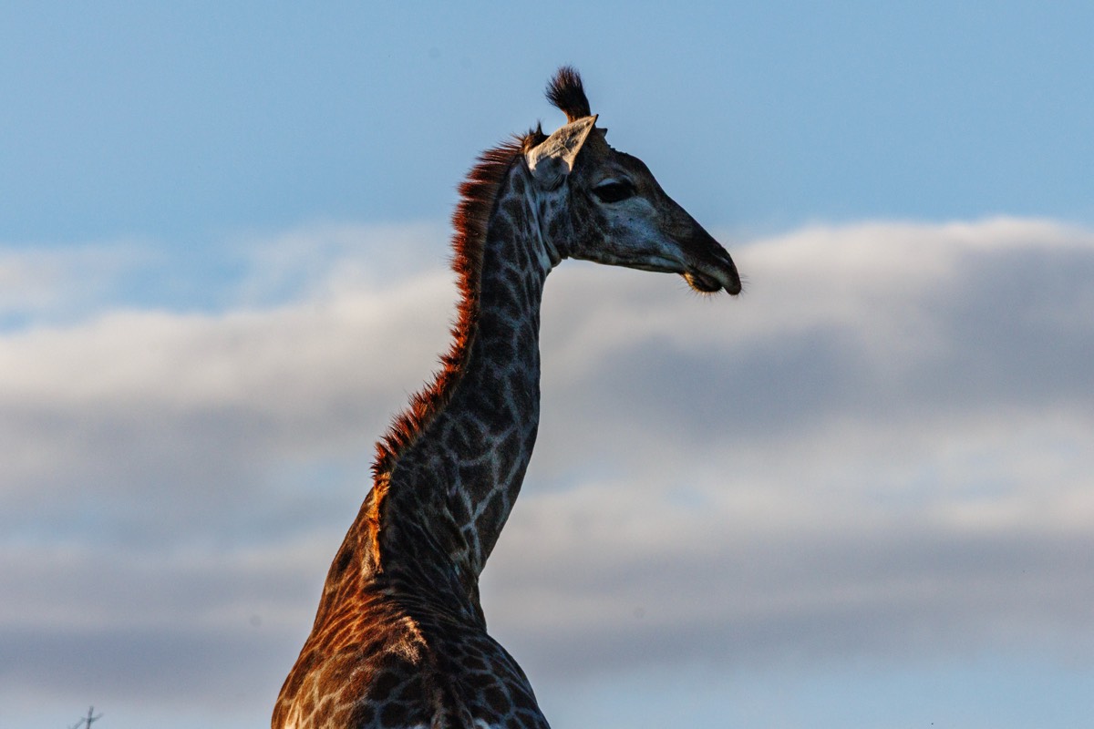 Female giraffe 
