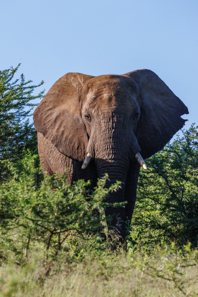 African elephant
