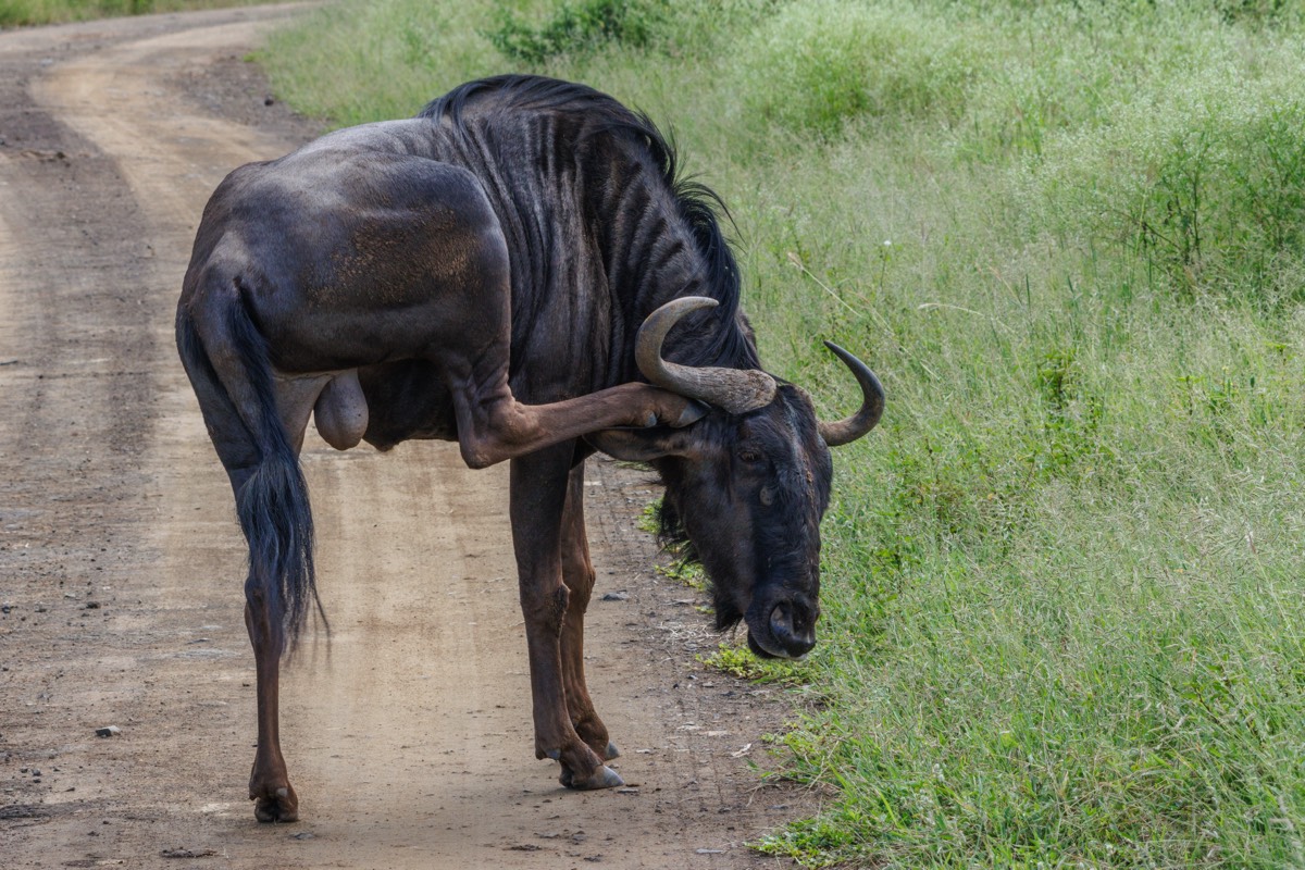 Male gnu with an itch