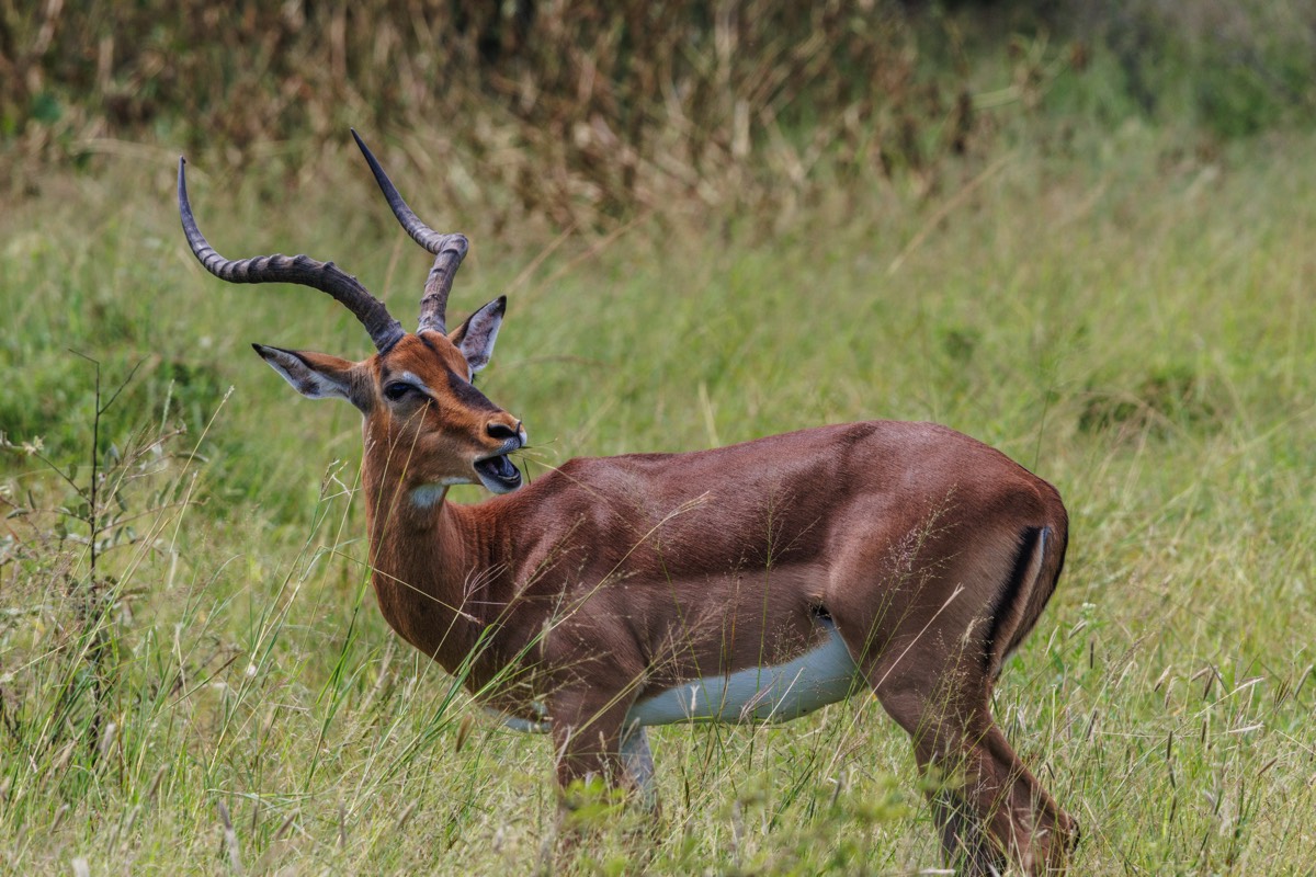 Munching impala
