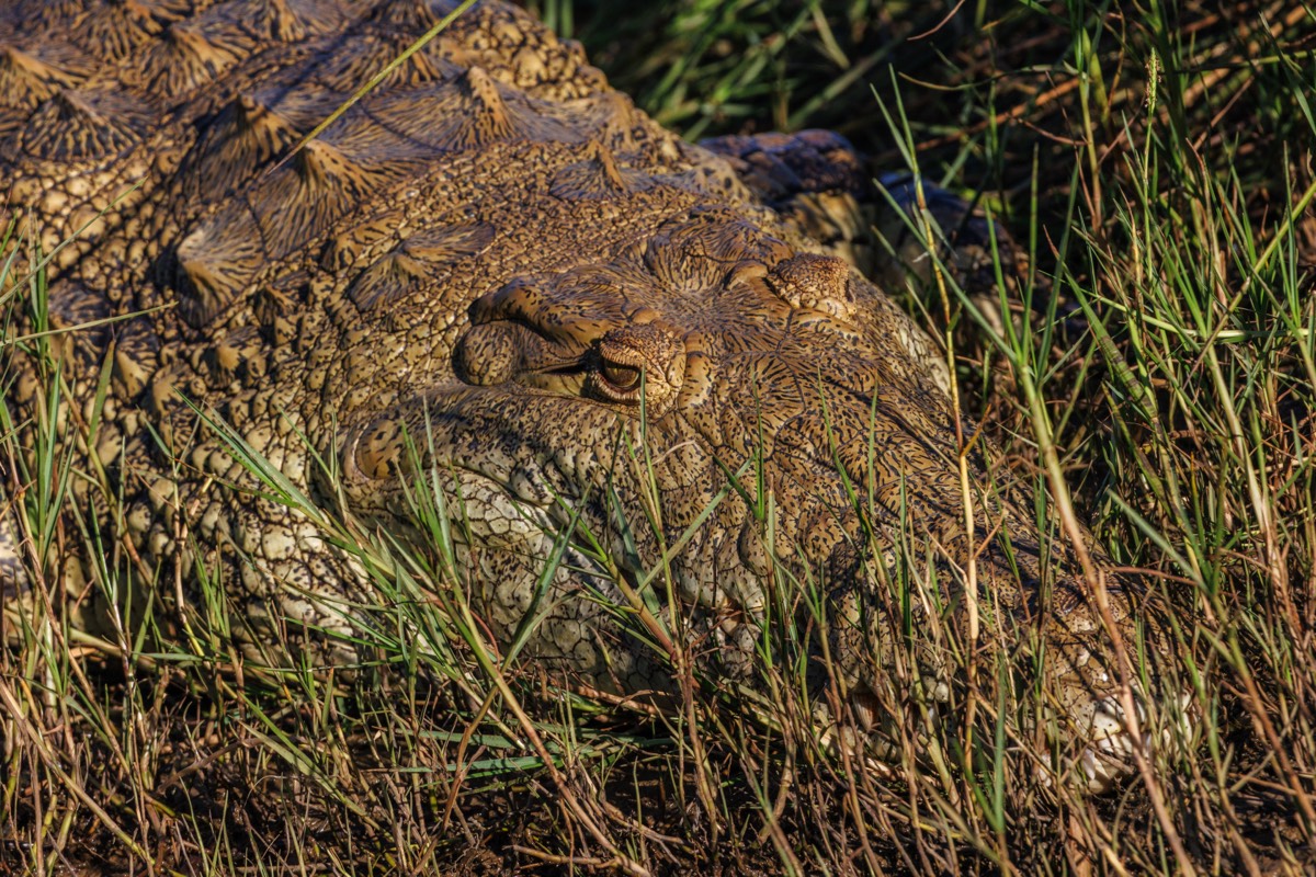 Lazy crocodile