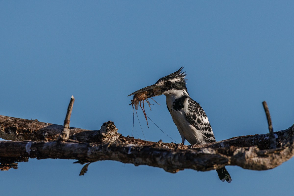 Pied Kingfisher