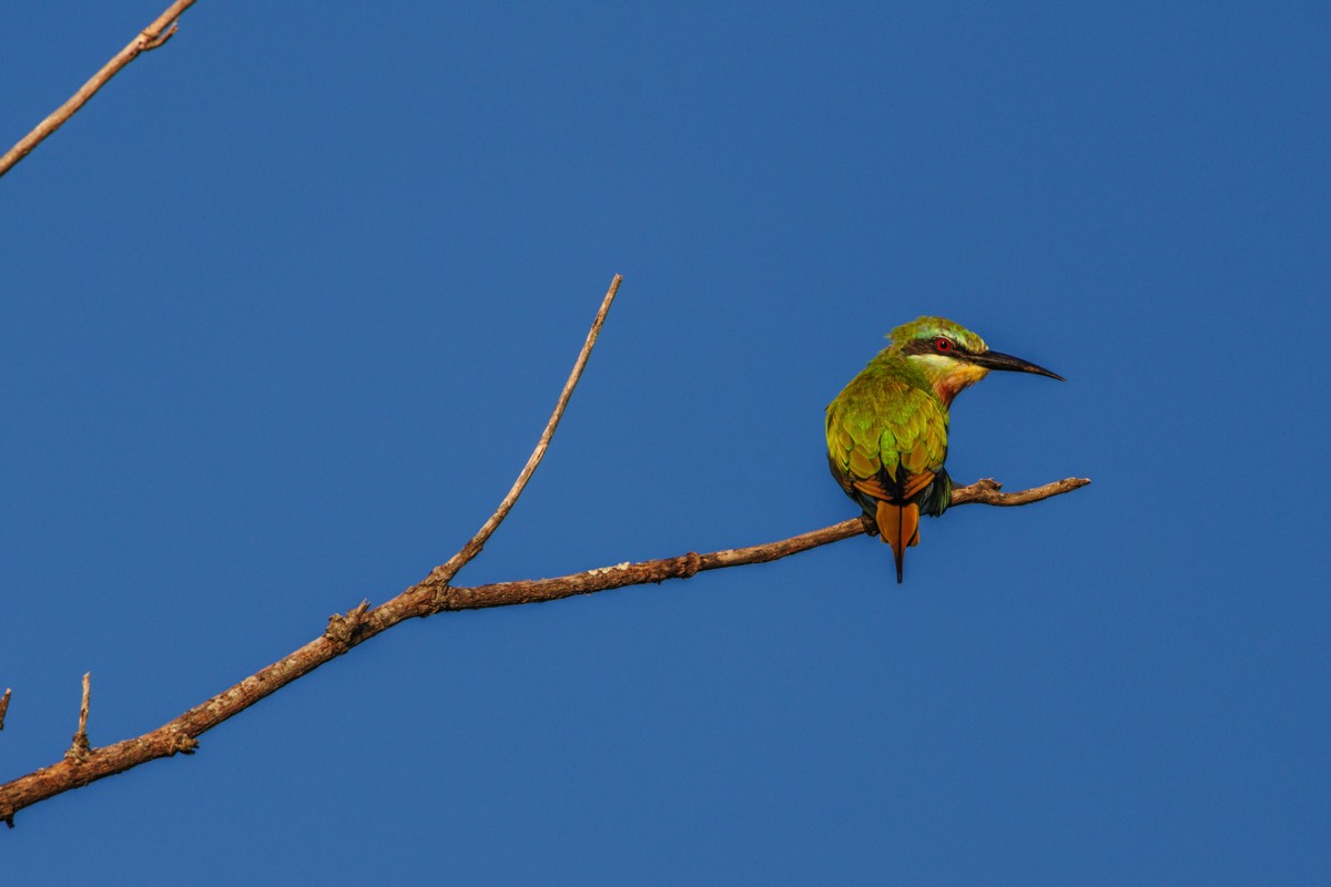 Bee-eater