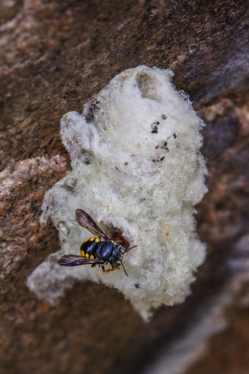 European wool carder bee?