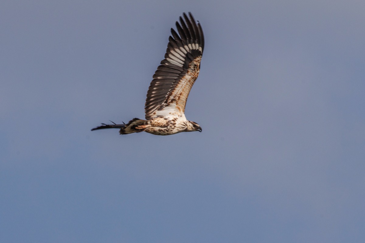 Eswatini Osprey