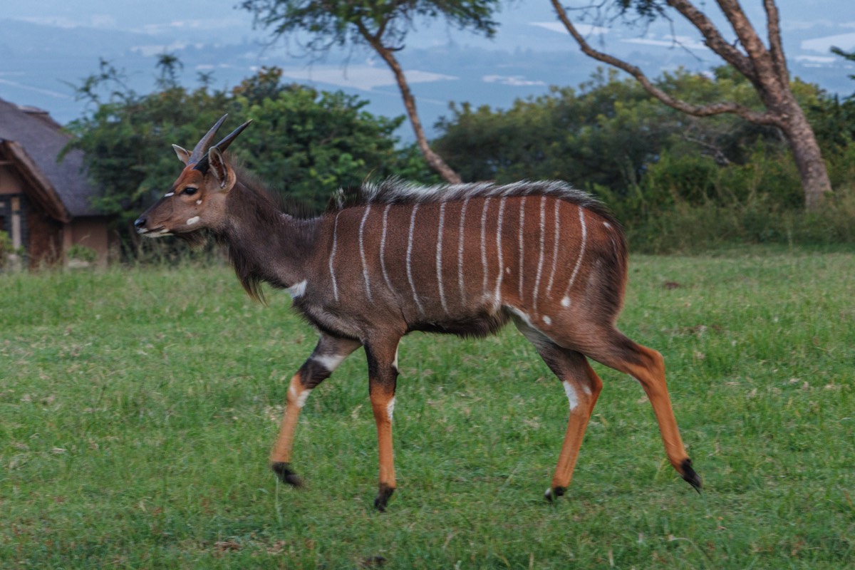Nyala