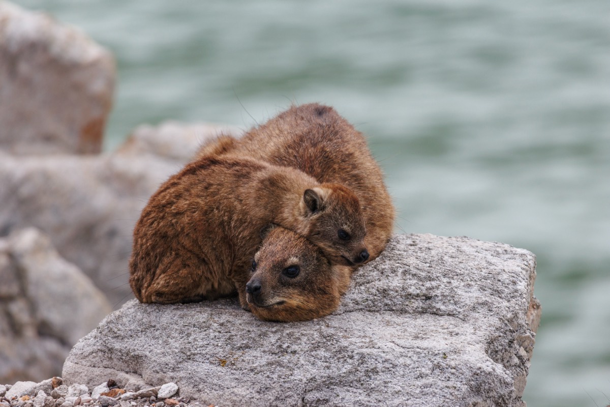 T(w)o Dassie or not to Dassie