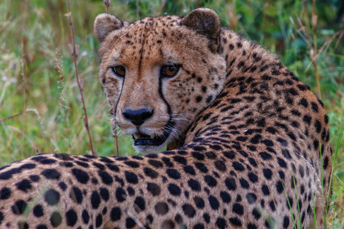 Kruger Park - Cheetah