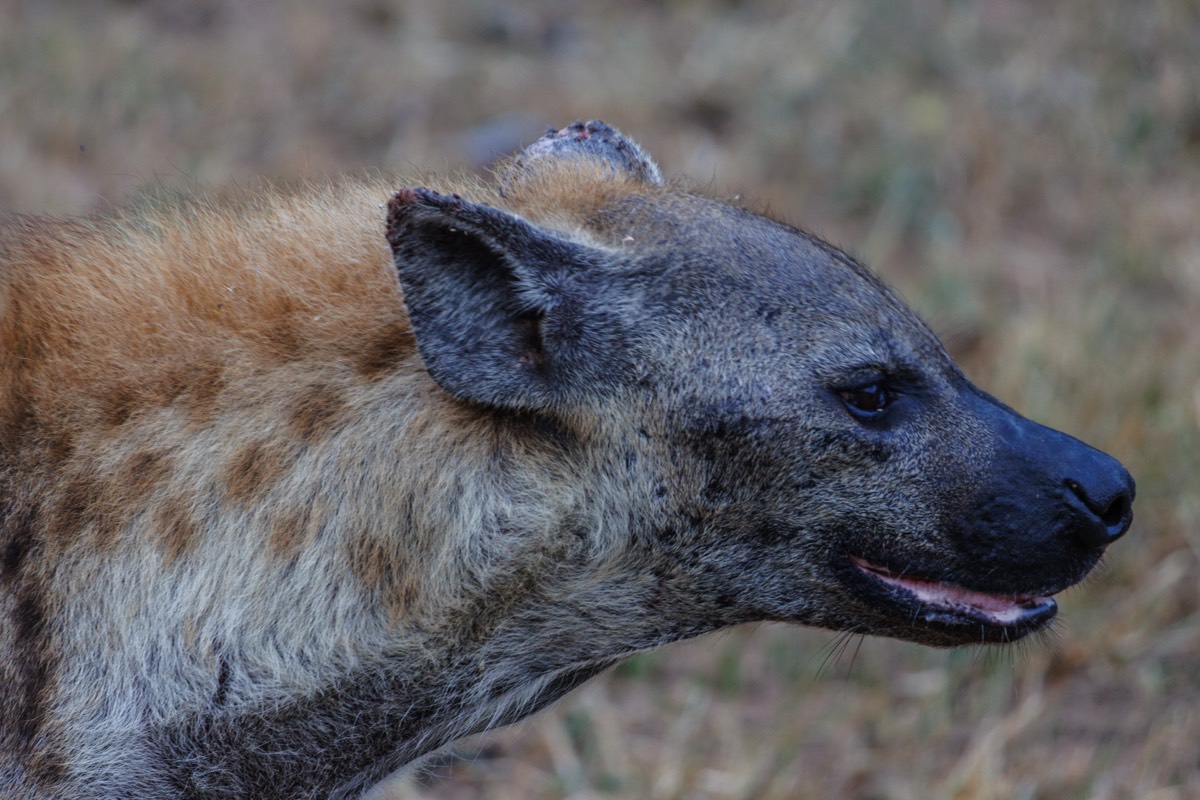 We "Spotted" a Hyena