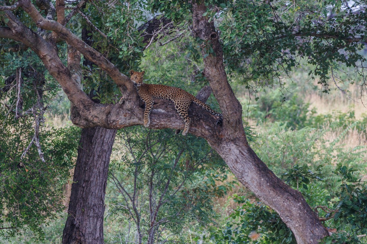 Lazy Leopard