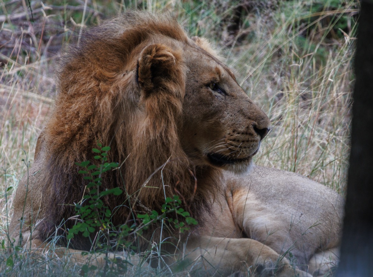 Lazy Lion