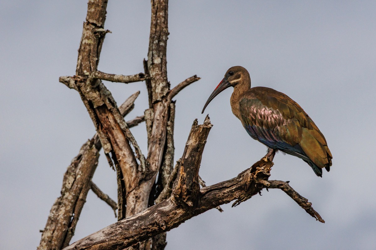 Hadada Ibis
