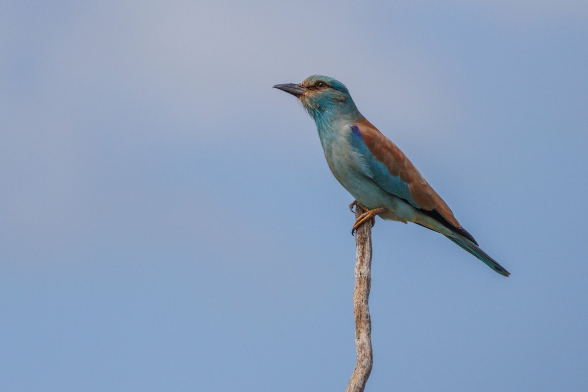 European Roller