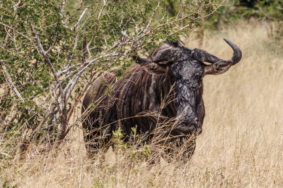 Camouflaged Gnu-Wildebeest