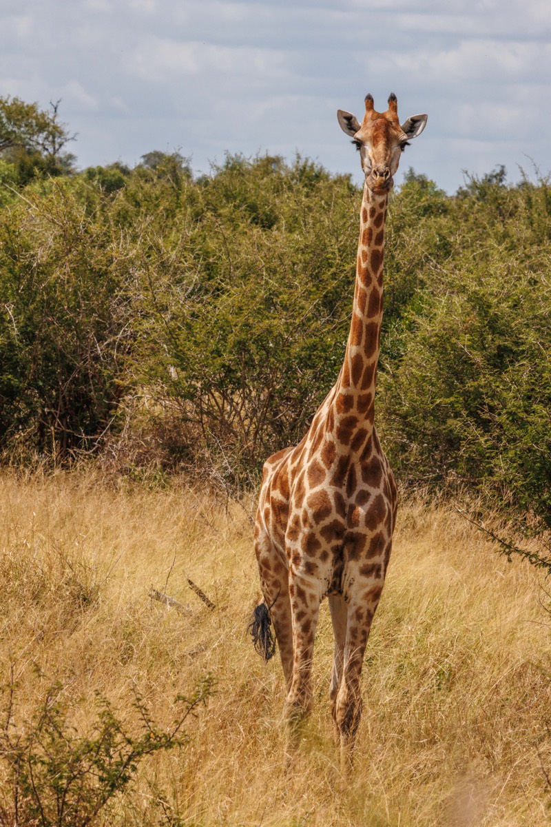 Giraffe