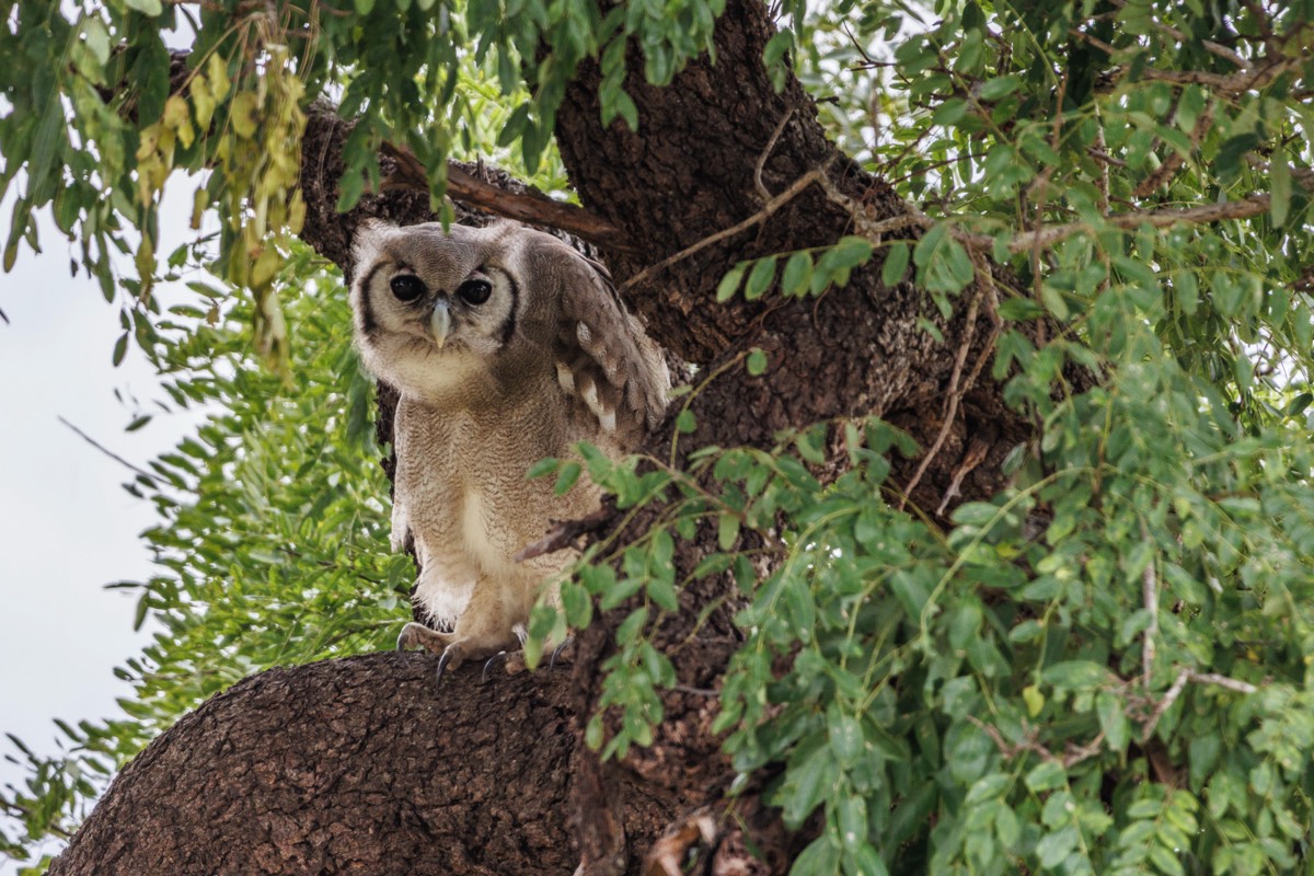 Verreaux's eagle-owl