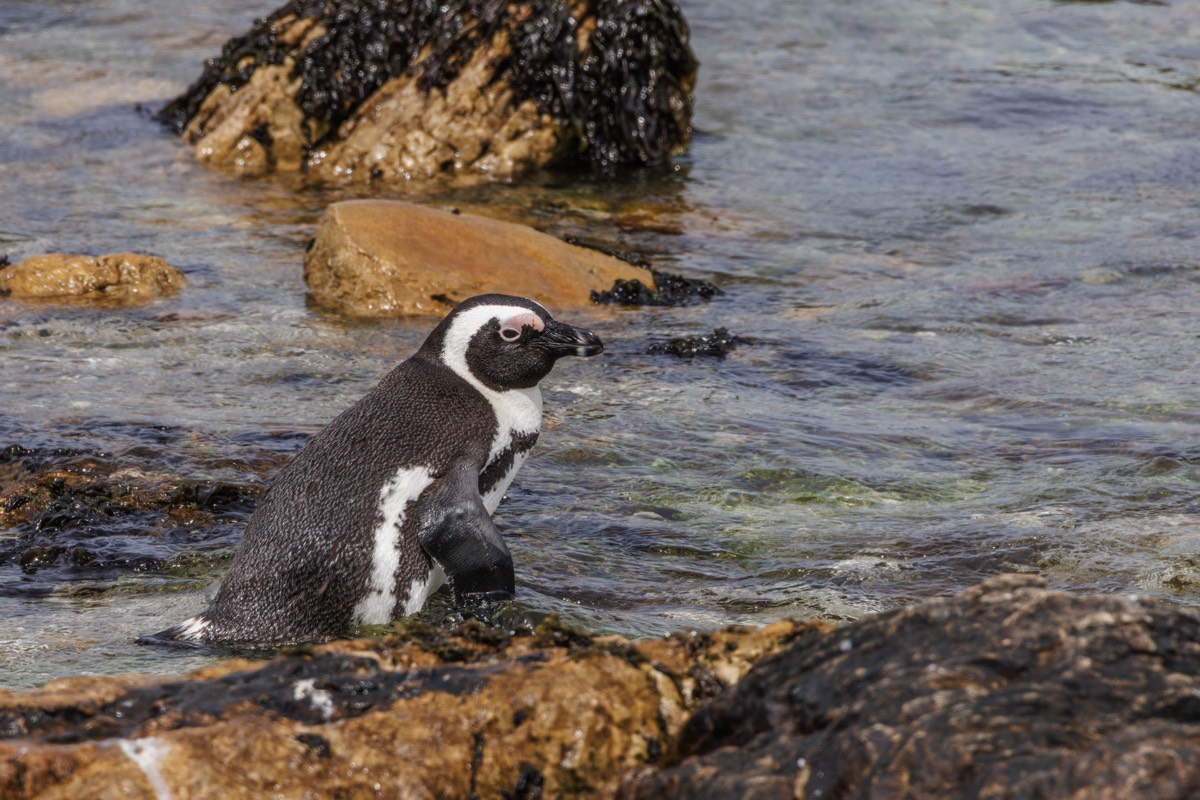 African Penguin