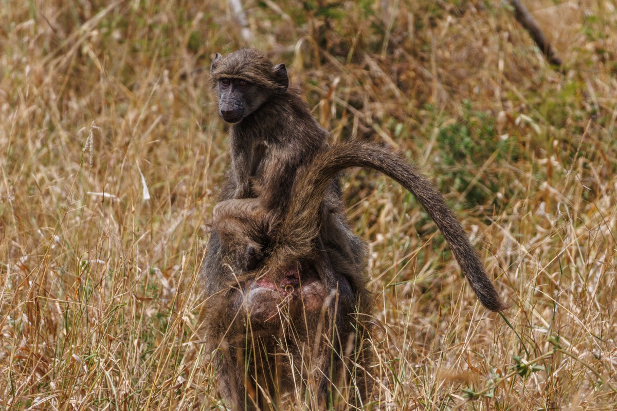 Young baboon hitching a ride