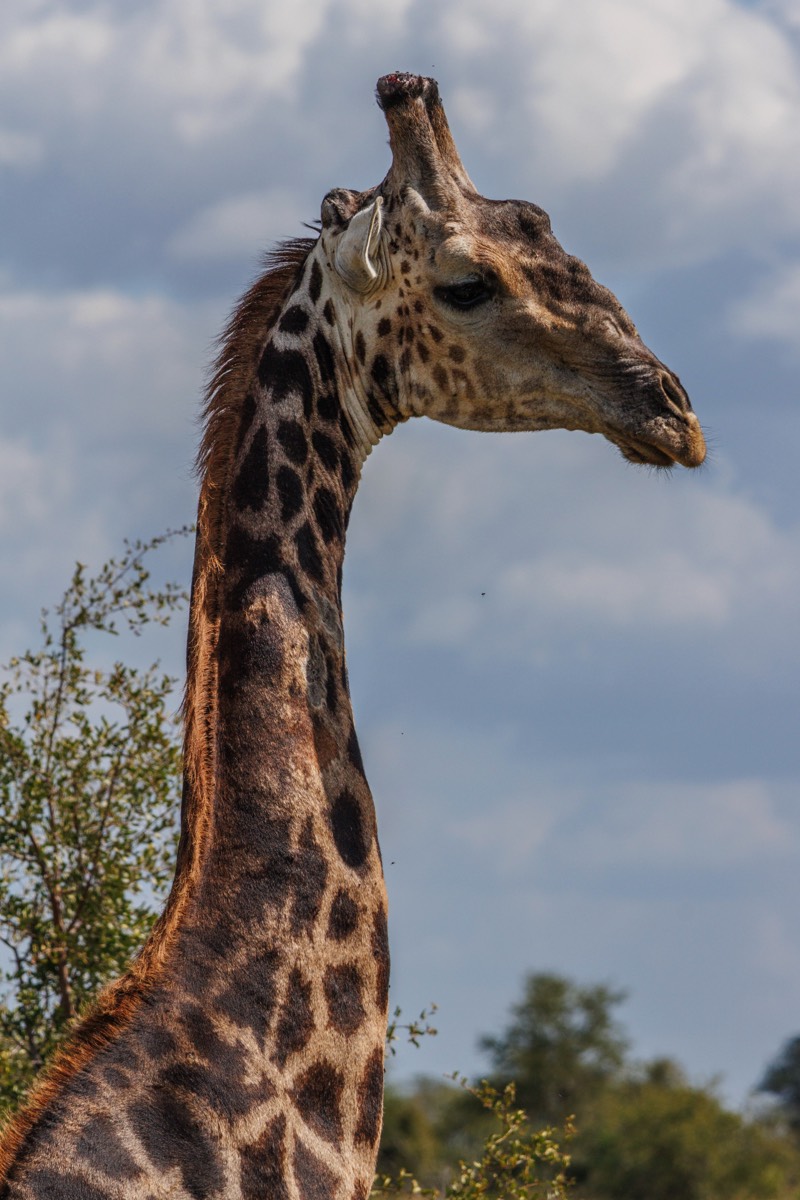 Male giraffe