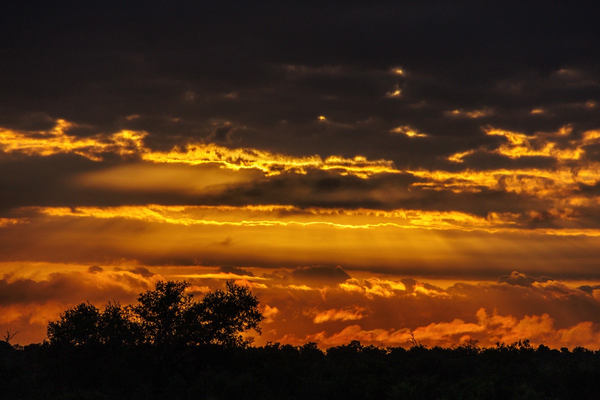 Morning glory