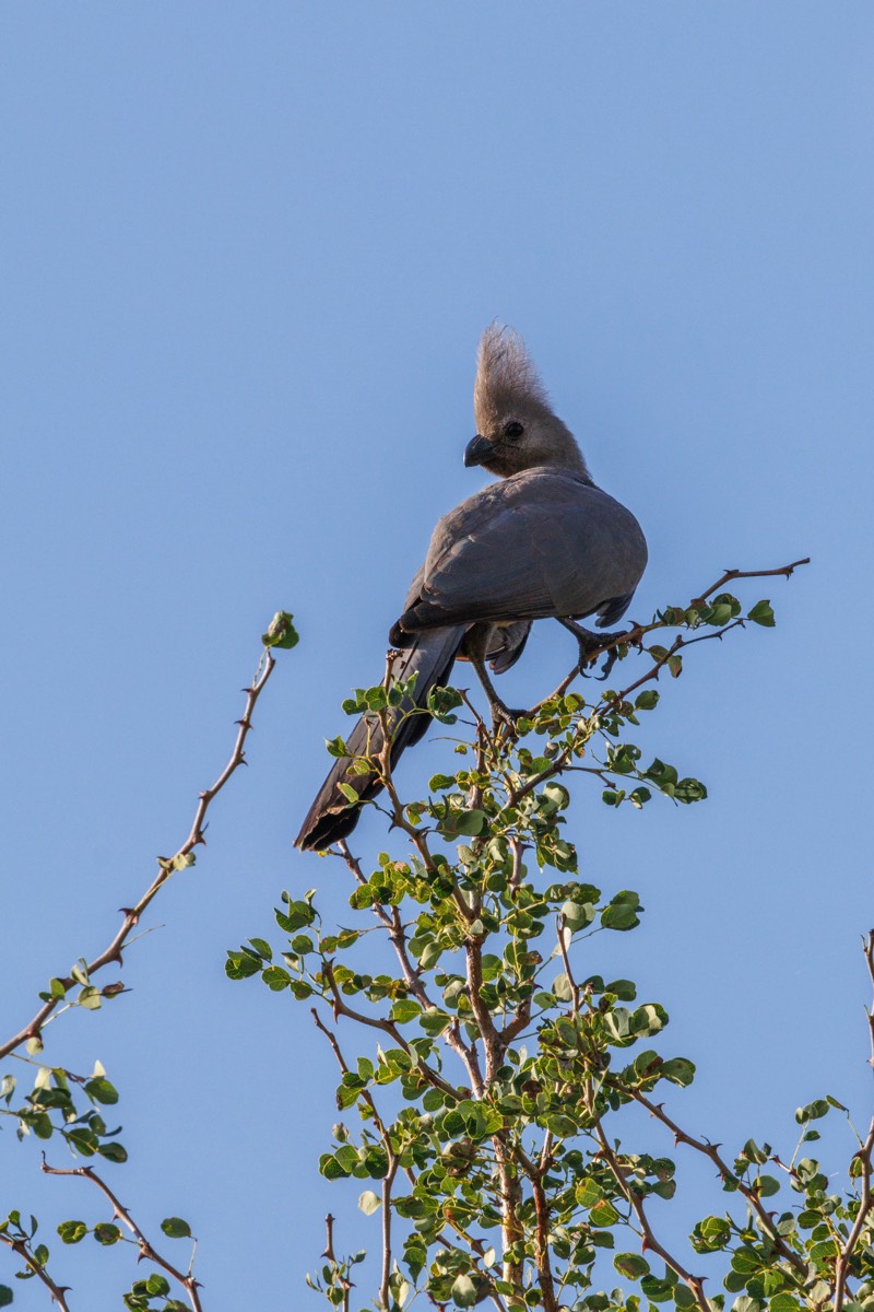 Kwêvoël - Grey Go-away Bird